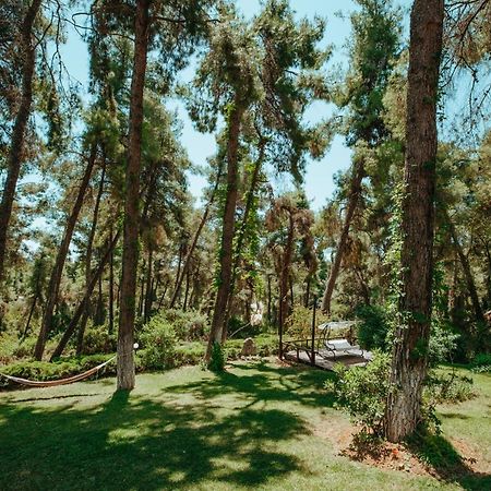 Beautiful Summerhouse In Sani'S Pine Forest 撒尼海滩 外观 照片
